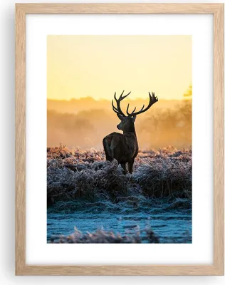 Produktbild von Gerahmtes Poster - Rahmen in heller Eiche - Feld Nebel Natur Baum - 30x40 cm - Wand Bild - Wanddeko - Wandbilder - Wandposter - Bilderrahmen - Bilder - Kunstdruck - Wandbild - P2NPA30x40-2428