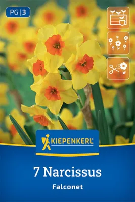 Produktbild von Kiepenkerl Tazetten-Narzisse Falconet Narcissus tazetta 7 Zwiebeln