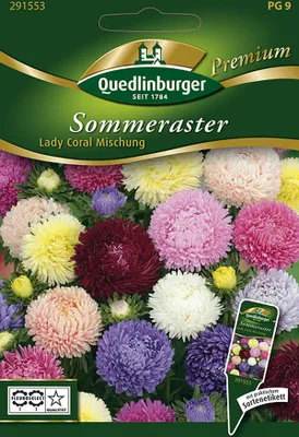 Produktbild von Quedlinburger Sommeraster Lady Coral Mischung - Premium Blumensamen