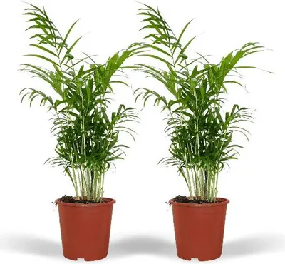 Image de Palmier des montagnes mexicain (Chamaedorea elegans), plante d'intérieur tropicale, Ø 17 cm, 55 cm, 2