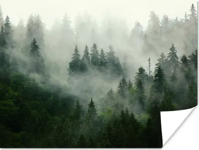 Produktbild von MuchoWow® Poster Wald - Nebel - Bäume - Natur 120x90 cm - Wandbild