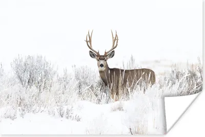 Produktbild von MuchoWow® Poster Hirsche - Winter - Schnee - Tiere - Jahreszeiten - Weiß 120x80 cm - Bilder