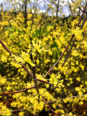 Zdjęcie produktu dla 10 sztuk drzewa kornela (Cornus mas) | wysokość 40-60 cm, sadzonki bez ziemi