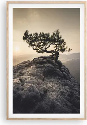 Produktbild von Gerahmtes Poster - Rahmen in heller Eiche - Alt Kiefer Berge - 61x91,5 cm - Wand Bild - Wanddeko - Wandbilder - Kunstposter - Wandposter - Bilderrahmen - Bilder - Kunstdruck - Wandbild P2NPA61x91-4334