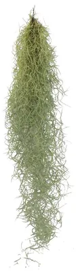 Obrázek produktu pro Exotické srdce, vílí vlasy, louisianský mech, Tillandsia usneoides, závěsná tillandsie, délka cca 30–40 cm, nenáročná na péči