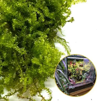 Produktbild von In Vitro Lebendes Moos Natürliches Lebendes Moos für Terrarien VESICULARIA Weihnachtsmoos