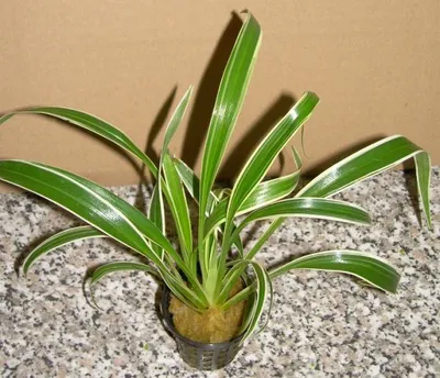 Produktbild von 1 Topf ophiopogon jap. variegatum, Schlangenbart