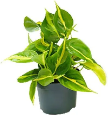 Zdjęcie produktu dla Filodendron Scandens Brasil - roslina doniczkowa, srednica 12cm, wysokosc 20cm