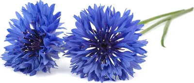 Zdjęcie produktu dla Click & Grow Click & Grow Smart Garden refill Cornflower 3pcs