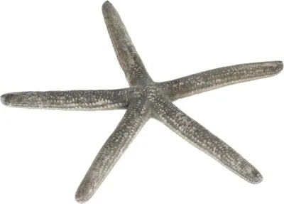 Produktbild von Schlangen Seestern Blau, ca. 10-15cm