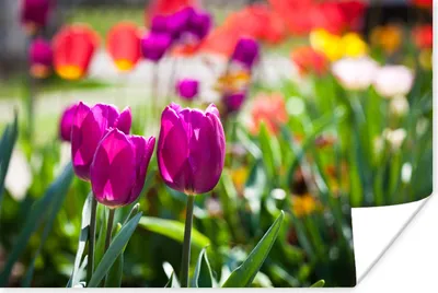 Produktbild von MuchoWow® Poster Frühling - Tulpen - Lila 60x40 cm - Schlafzimmerdekoration