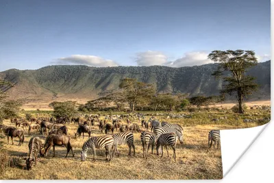 Produktbild von MuchoWow® Poster Der Ngorongoro-Krater mit vielen grasenden Wildtieren in Tansania 60x40 cm - Schlafzimmerdekoration