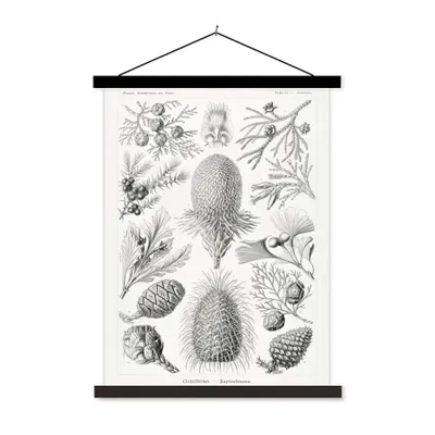 Produktbild von MuchoWow® Textilposter Koniferen - Ernst Haeckel - Kunst - Retro - Illustration - Natur 90x120 cm mit schwarzem Rahmen - Dekoration