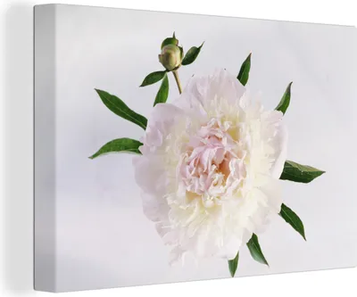 Zdjęcie produktu dla OneMillionCanvasses® - Obraz na płótnie - 140x90 cm, obraz białej piwonii, dekoracja ścienna - zdjęcie na płótnie - obraz na drewnianej ramie
