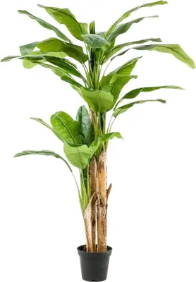 Produktbild von aplanta Künstlicher Bananenbaum – Maliora | 210 cm, UV-beständig, für drinnen, Kunstbaum, wie echt, Allergiker geeignet, pflanzliche Dekoration Praxis, Office & Wohnzimmer