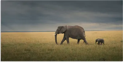 Produktbild von MuchoWow® Poster Elefant - Savanne - Tiere - Natur 120x60 cm - Bild
