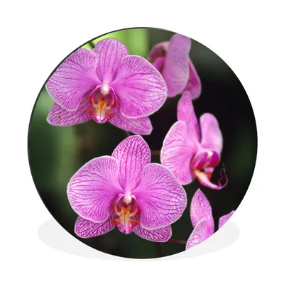 Produktbild von MuchoWow® Aluminium Wandkreis Rosa Orchidee Ø 60 cm Wanddeko Modern Wohnzimmer - Wand Kreis - Wandbild - Schlafzimmer - Aluminium Bild - Kinderzimmer - Wohnzimmer Dekoration - Wandschmuck