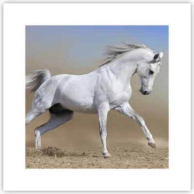 Produktbild von Poster - Poster ohne Rahmen - Pferd weiß Tier - 30x30 cm - Wand Bild - Wanddeko - Wandbilder - Kunstposter - Wandposter - Bilder - Kunstdruck - Wanddekoration - Wandbild - P2XAC30x30-0167
