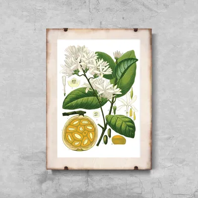 Produktbild von Poster - Canvas - Leinwand - 42 cm x 59,4 cm - Botanischer Druck Landolphia
