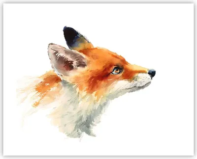Produktbild von Poster - Poster ohne Rahmen - Fuchs Tier Natur - 50x40 cm - Wand Bild - Wanddeko - Wandbilder - Kunstposter - Wandposter - Bilder - Kunstdruck - Wanddekoration - Wandbild - P2XAA50x40-3904