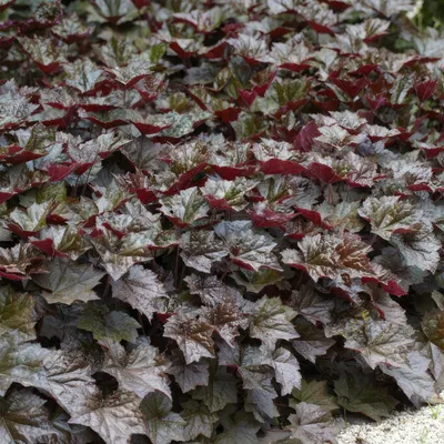Produktbild von Heuchera mic. 'Palace Purple' – 48 Pflanzen– ↕10-25cm – Ø9cm – Schattengarten Staude – Dunkel-Purpur Blätter – Blüten ab Juli – Bienen- & Schmetterlingsfreundlich