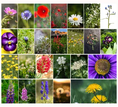 25 Wildblumen-Ansichtskarten DIN A6 blanko – Wiesenblumen & Mohn