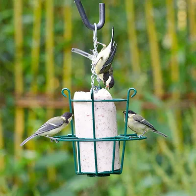 Produktbild von CJ Wildlife Vogelhaus zum Aufhängen - Fettfutterhalter für Energiekuchen 500/1000 ml - Metall, Grün - mit stabiler Kette - für Wildvögel
