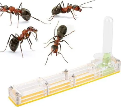 Productafbeelding van Mierenvoeding voor terrarium, acryl, geel - geschikt voor mierenkolonies