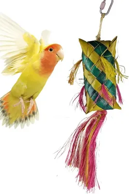 Image de Breeze - un jouet pour tous les perroquets