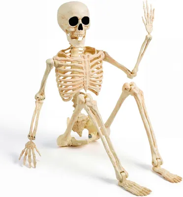 Productafbeelding van 36 Inch Halloween verstelbare skeletten - Full body verstelbare gewrichten plastic skeletten - Kerkhof - Spookhuis