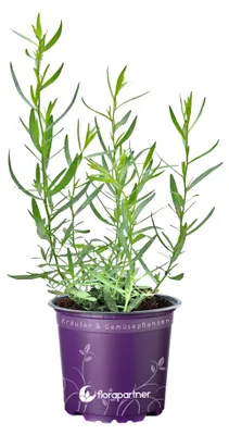 Produktbild von Französischer Estragon Artemisia dracunculus Kräuterpflanzen