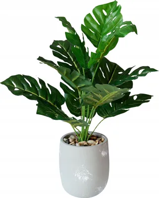 Obrázek produktu pro UMĚLÁ ROSTLINA V REALISTICKÉM JEZÍRKU 33cm MONSTER DELICIOSA Krásná