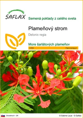 Produktbild von SAFLAX - plameňový strom - Delonix regia - 6 Semená