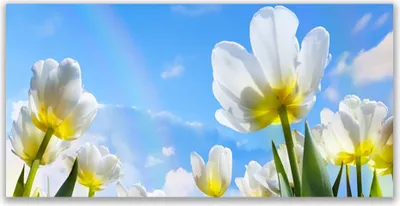 Produktbild von Glasbilder 120x60 Wandbild Druck auf Glas Blumen Pflanzen