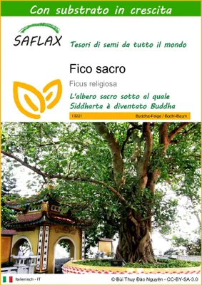 Immagine prodotto di SAFLAX  - Fico sacro - 100 semi - Con substrato - Ficus
