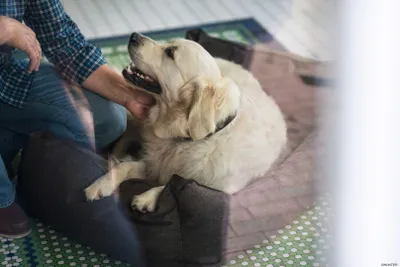 Produktbild von HUNTER Hundesofa Boston