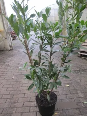Produktbild von Prunus laurocerasus caucasica - Kaukasische Lorbeerkirsche 100-125