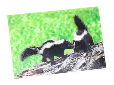 Produktbild von 3 D Ansichtskarte Stinktiere, Postkarte Wackelkarte Hologrammkarte Tiere Tier Stinktier Wildtiere