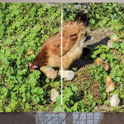 Produktbild von ARANDE Henne und Küken Gardine, Stillleben Foto von zu Hause Tiere auf dem Bauernhof auf Shamrock-Feld, 280 x 245 cm, Apfelgrün Mehrfarbig