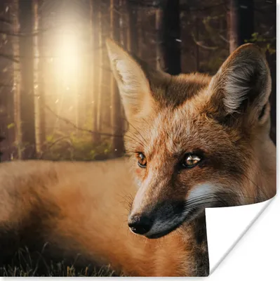 Produktbild von MuchoWow® Poster Tiere - Fuchs - Wald 75x75 cm - Wand Dekoration