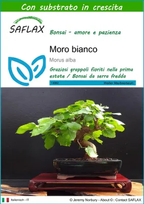 Immagine prodotto di SAFLAX  - Moro bianco - 200 semi - Con substrato - Morus