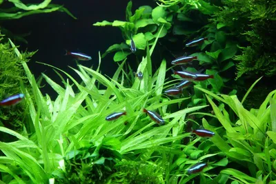 Produktbild von Aquarium Pflanze Helanthium bolivianum 'Quadricostatus' Tropica 068 TC In Vitro
