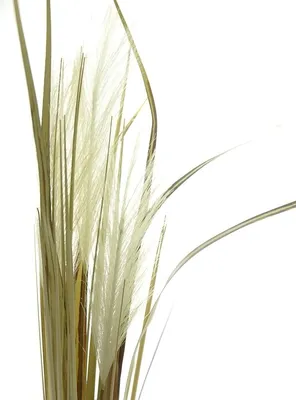 Produktbild von DPI Pampasgras Weiß in Trockenblumenoptik ca. 77 cm - Kunstblumen