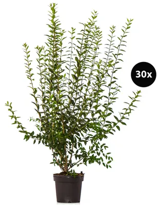 Produktbild von Dehner Gemeiner Liguster, Ligustrum vulgare, für 10 Meter Hecke, je 100-150 cm exkl. Pflanztopf, 30 x 7.5 l Topf, Heckenpflanzen