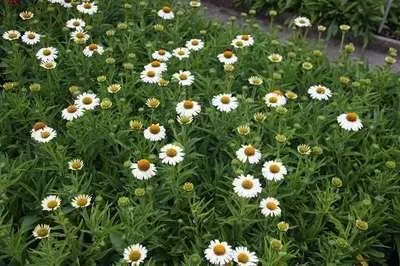 Immagine prodotto di 6 x Echinacea purp. 'White Meditation'® - fiore di conifera - vaso 9 x 9 cm