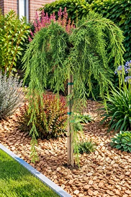 Produktbild von Hochstamm Zypresse Chamaecyparis lawsoniana Intertexta 60 - 80 cm Scheinzypresse