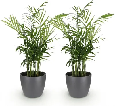 Obrázek produktu pro Chamaedorea elegans, sada 2 kusu, rostliny v šedém kvetináci, prumer 12cm