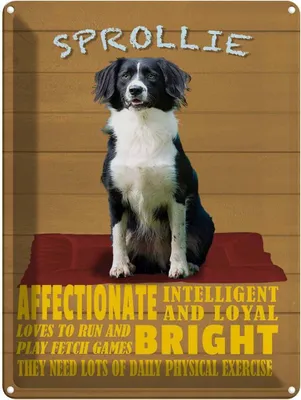 Produktbild von vianmo Blechschild 40x30 cm Sprollie Hund intelligent loyal