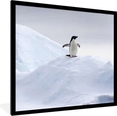 Produktbild von MuchoWow® Gerahmtes Poster Pinguin - Eis - Winter 40x40 cm - Poster mit Schwarzem Bilderrahmen Wandposter Rahmen Foto Bilder - Mit Rahmen - Wanddekoration Schlafzimmer