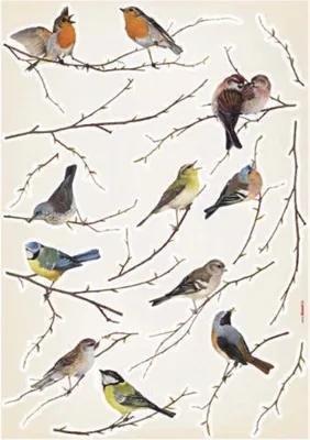 Produktbild von Komar Decosticker Vogel 50 x 70 cm